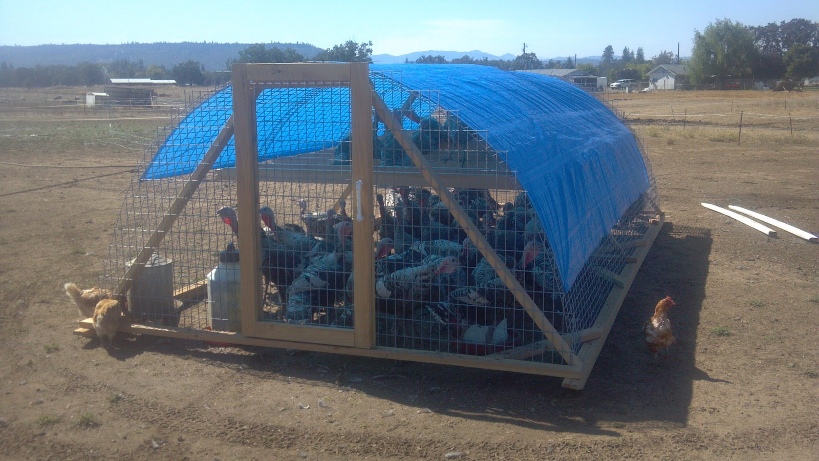 Life With Little Sprouts Farm Fourth generation turkey coop!